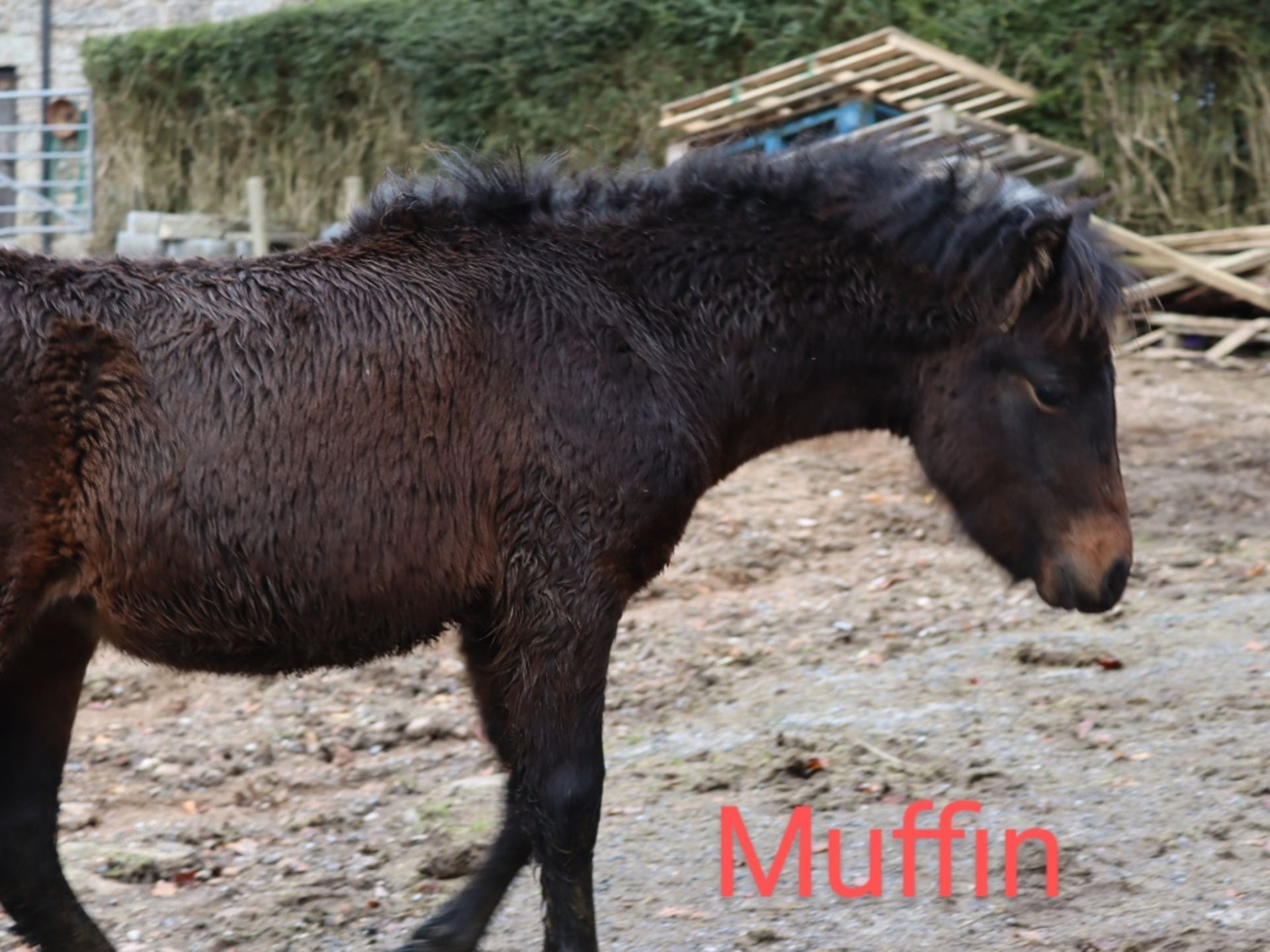 'BLACKATOR MUFFIN' DARTMOOR HILL PONY BAY FILLY FOAL - Image 5 of 21