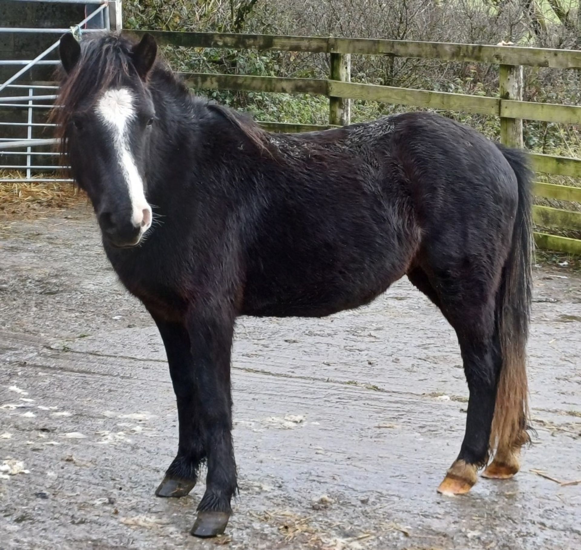 'LEIGHTOR DART' DARTMOOR HILL PONY BLACK COLT APPROX 2 YEARS OLD - Image 5 of 12