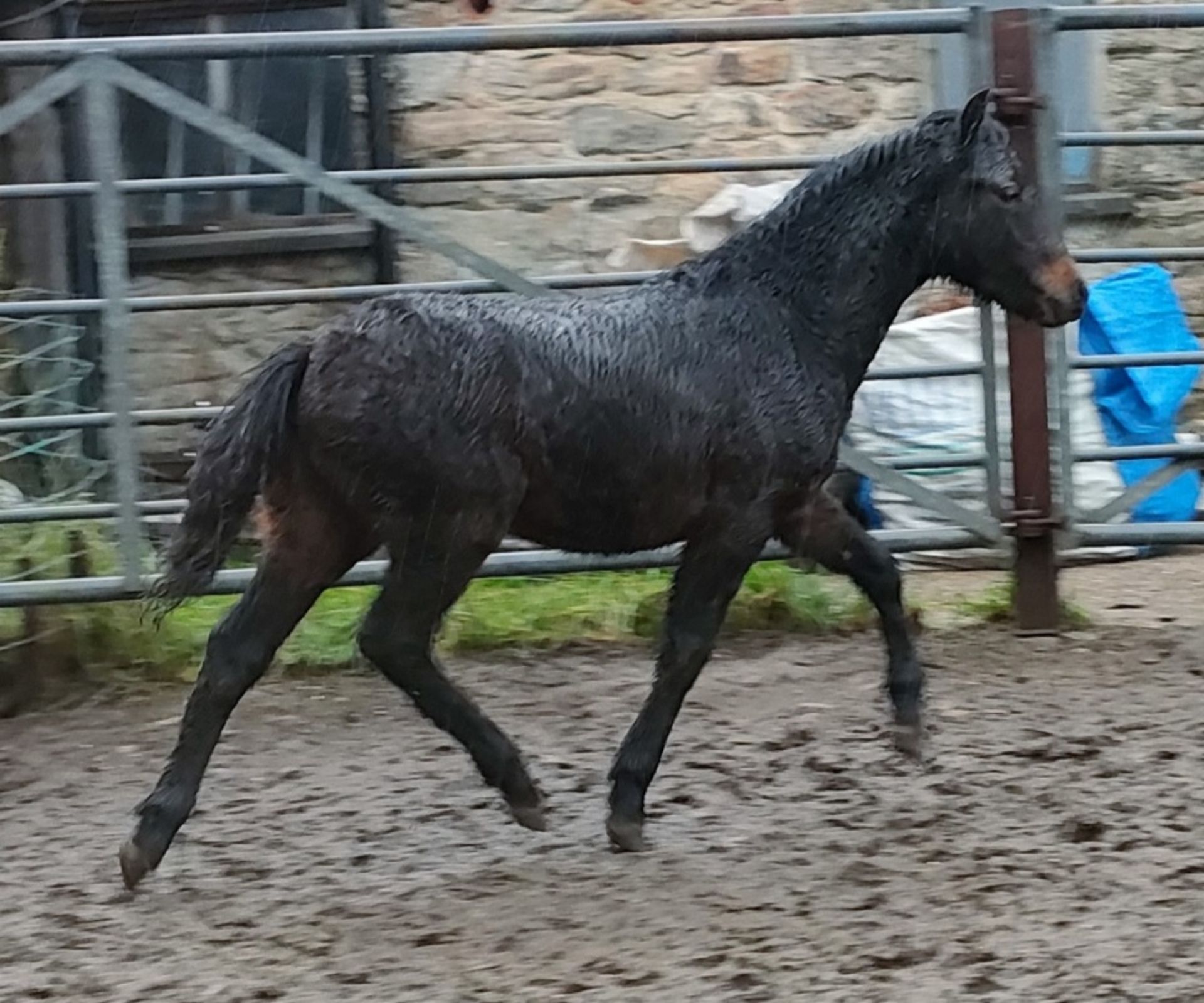 'BLACKATOR MUFFIN' DARTMOOR HILL PONY BAY FILLY FOAL - Image 17 of 21