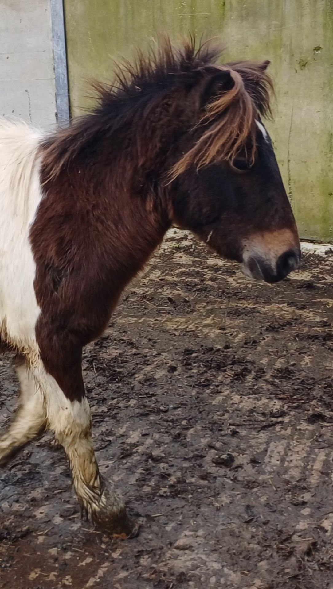 'GODSWORTHY SPICE' DARTMOOR HILL PONY SKEWBALD COLT APPROX 18 MONTHS OLD - Image 2 of 12