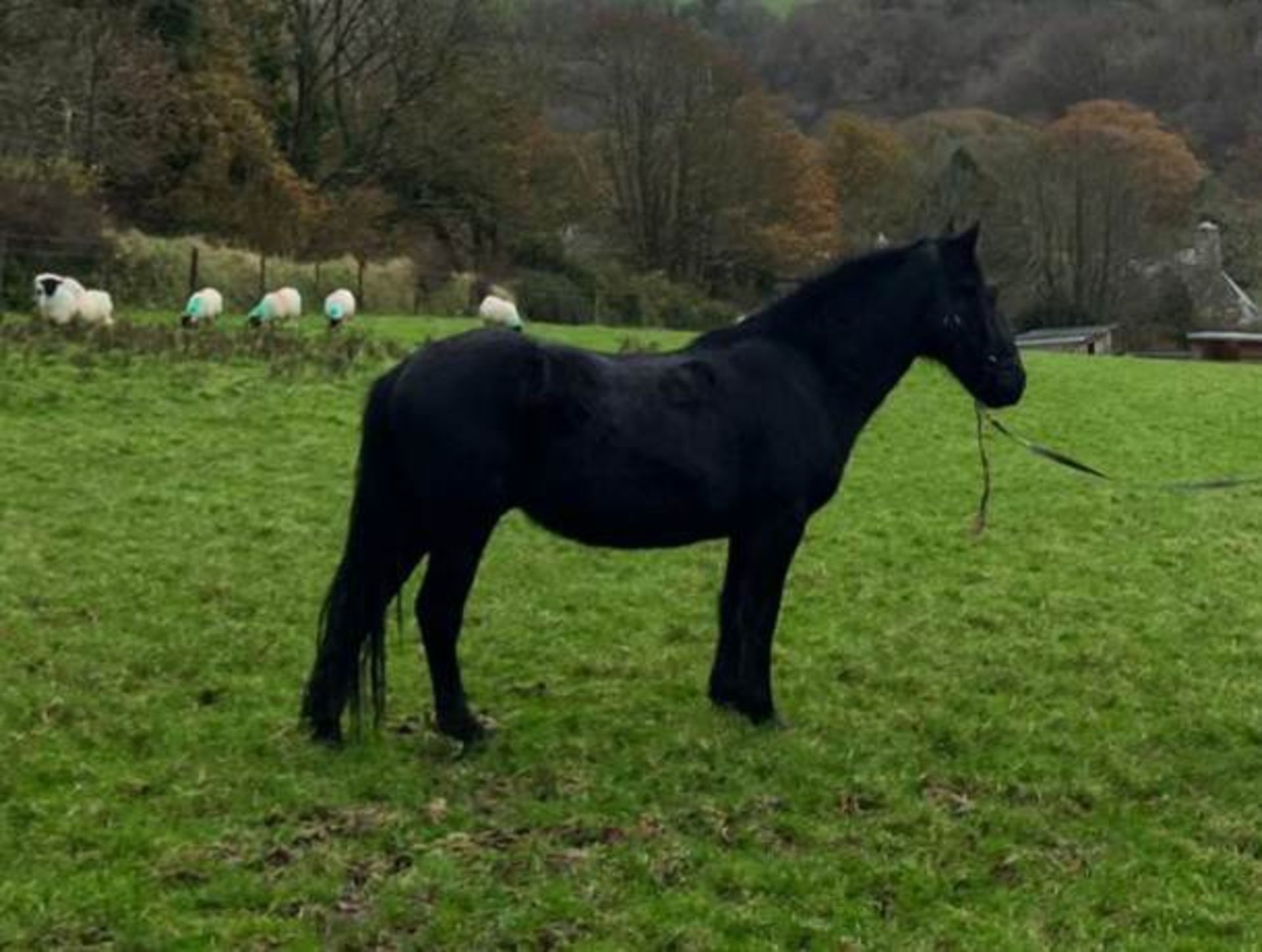 'THUNDER DASH' DARTMOOR HILL PONY BLACK GELDING APPROX 2 YEARS OLD - Image 2 of 10