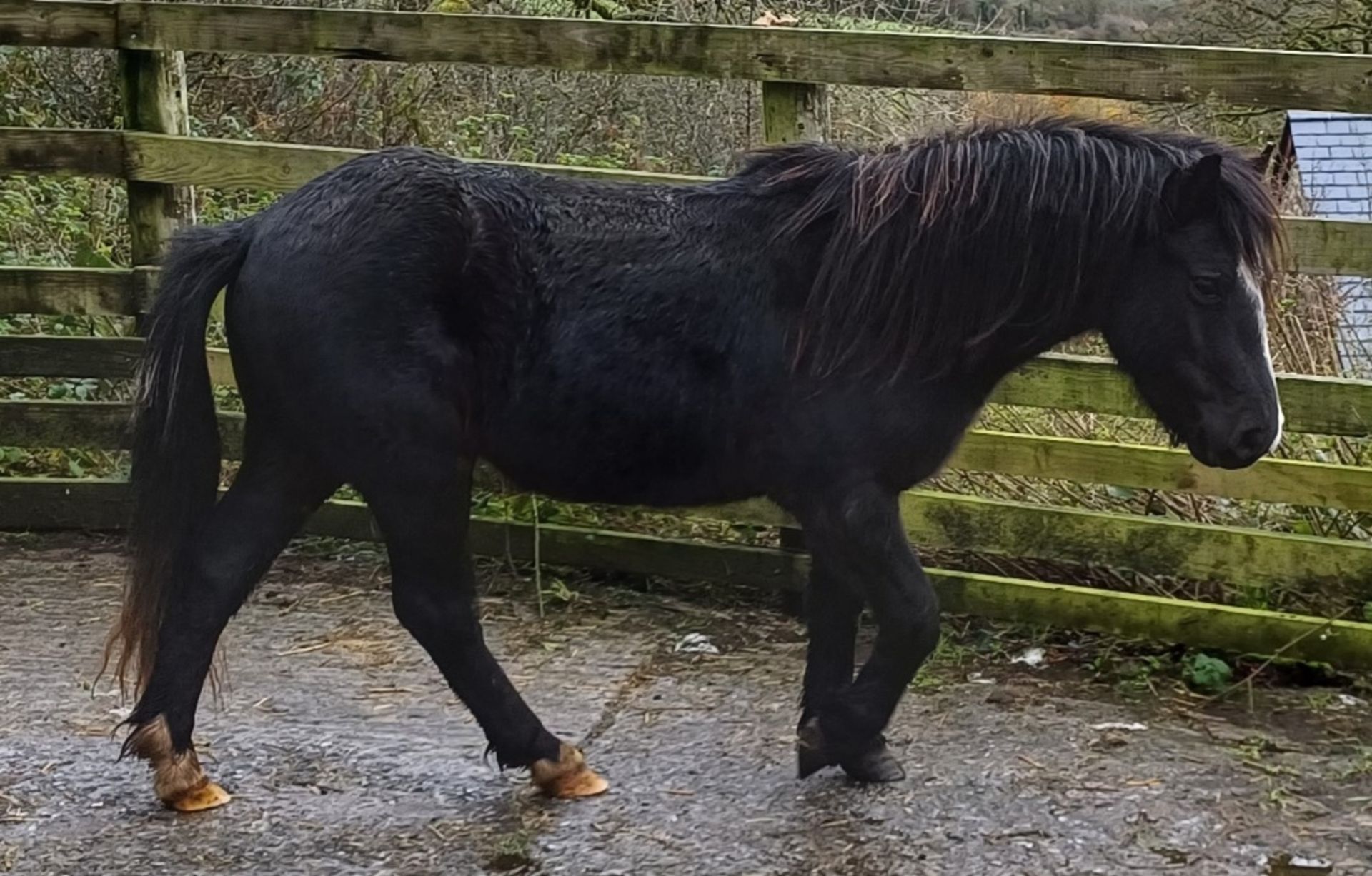 'LEIGHTOR DART' DARTMOOR HILL PONY BLACK COLT APPROX 2 YEARS OLD - Image 9 of 12