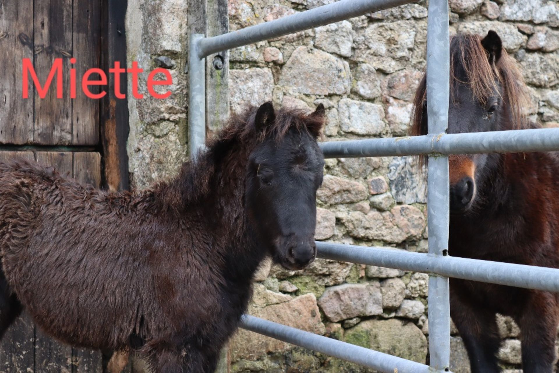 'BLACKATOR MIETTE' DARTMOOR HILL PONY BLACK FILLY FOAL - Image 4 of 14