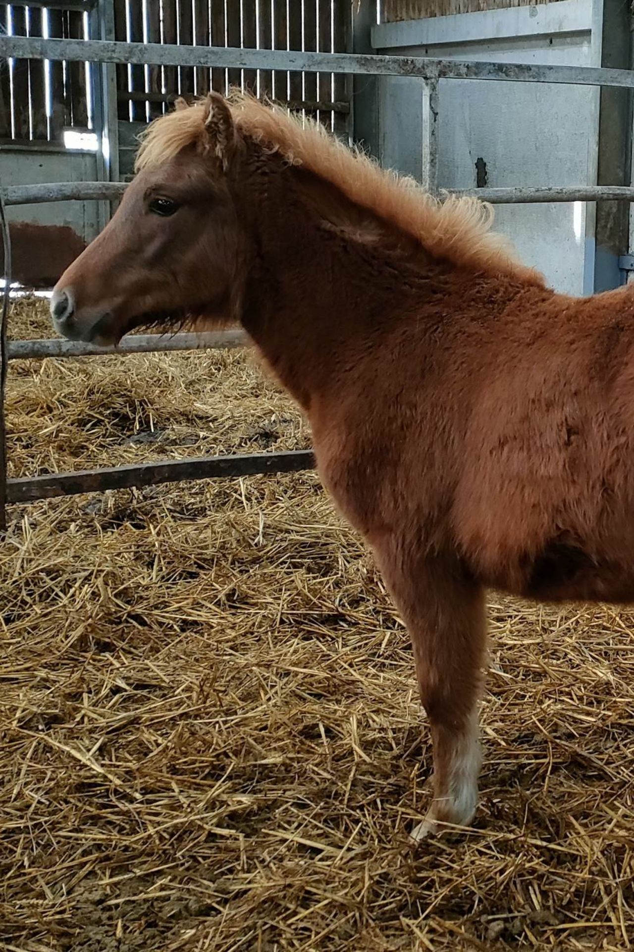 'BELLA' DARTMOOR HILL PONY CHESTNUT FILLY FOAL - Image 3 of 12