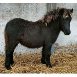 'BONNIE' DARTMOOR HILL PONY BLACK FILLY FOAL