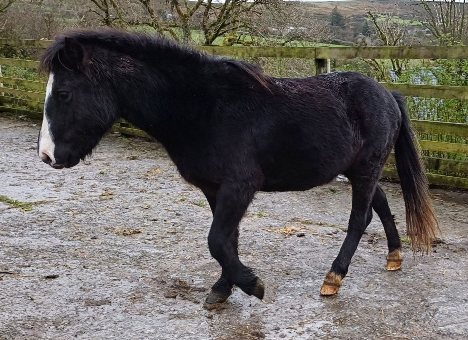 'LEIGHTOR DART' DARTMOOR HILL PONY BLACK COLT APPROX 2 YEARS OLD - Image 7 of 12