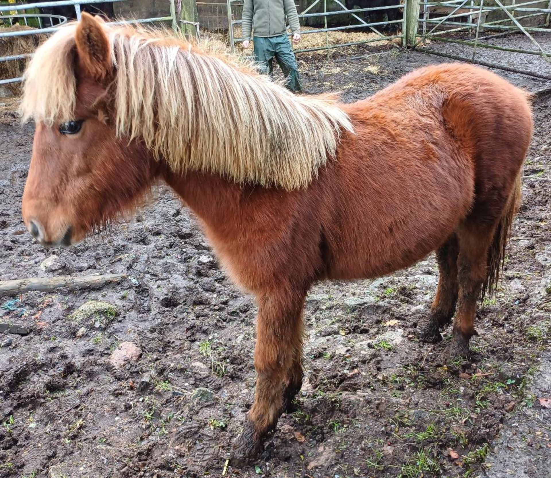 'CATOR PERCY' DARTMOOR HILL PONY CHESTNUT COLT APPROX 18 MONTHS OLD - Image 5 of 12
