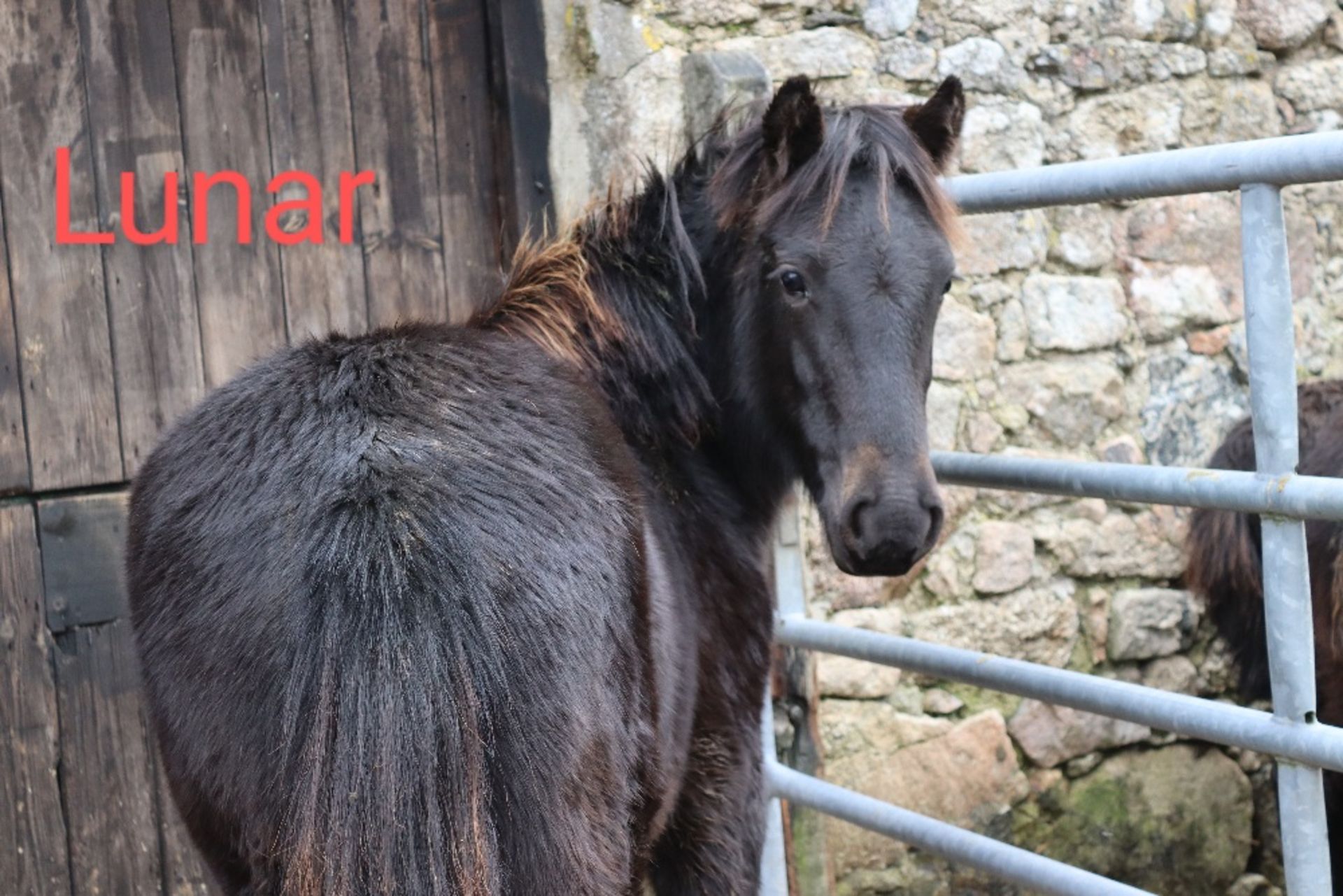 'BLACKATOR LUNAR' DARTMOOR HILL PONY BLACK FILLY YEARLING - Image 5 of 17