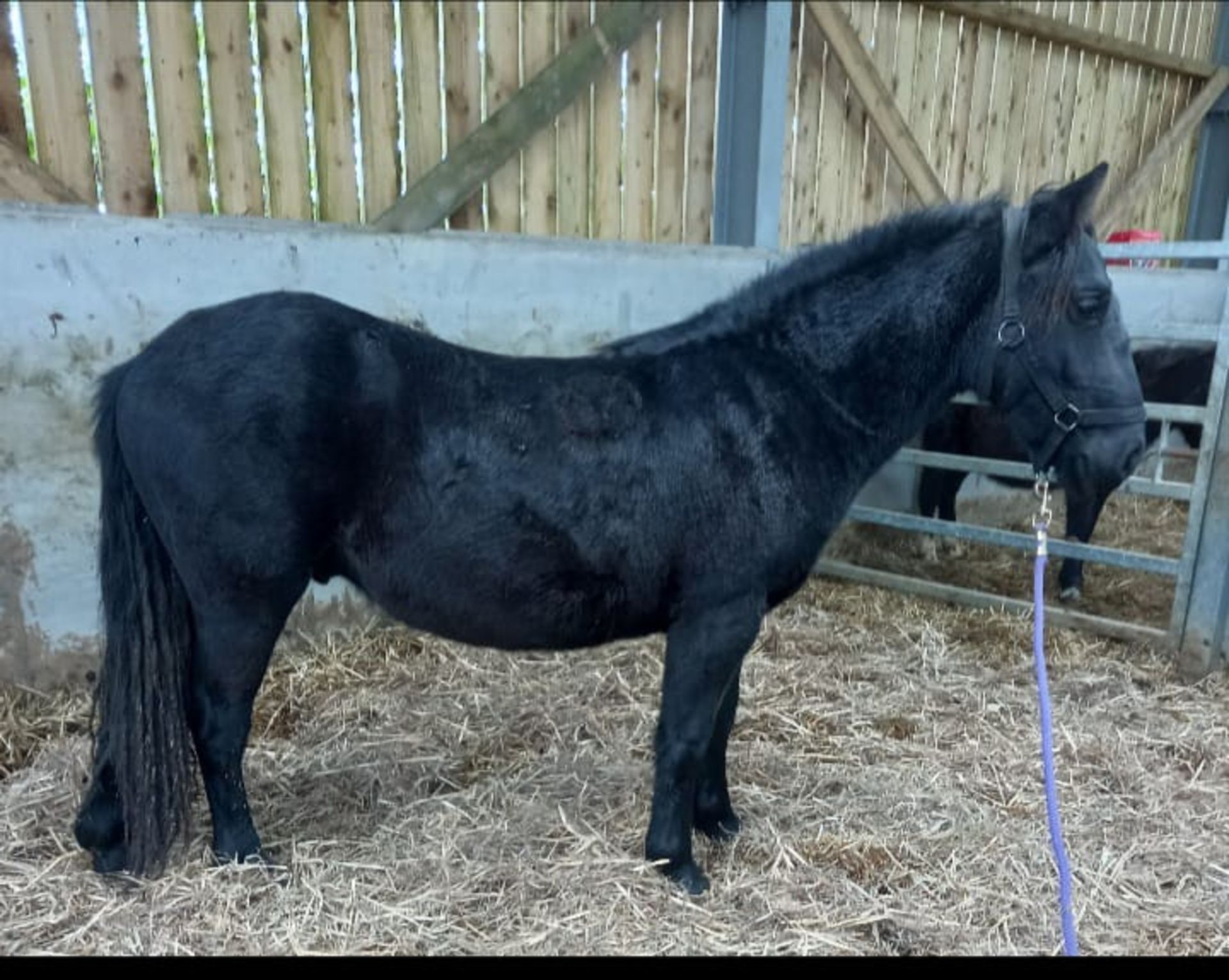 'THUNDER DASH' DARTMOOR HILL PONY BLACK GELDING APPROX 2 YEARS OLD - Image 7 of 10