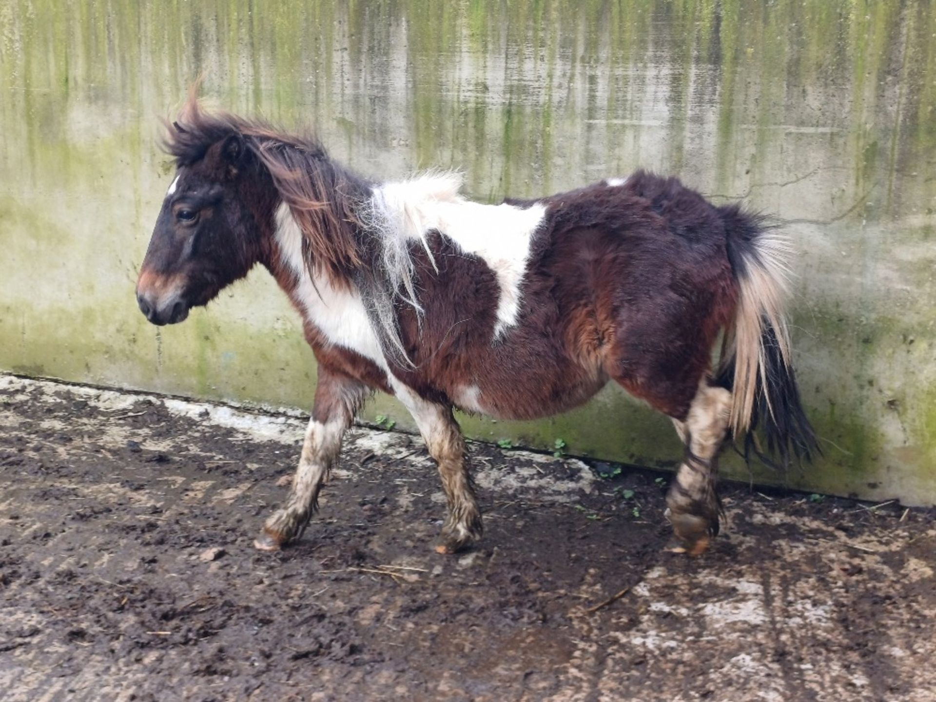 'GODSWORTHY SPICE' DARTMOOR HILL PONY SKEWBALD COLT APPROX 18 MONTHS OLD - Image 9 of 12