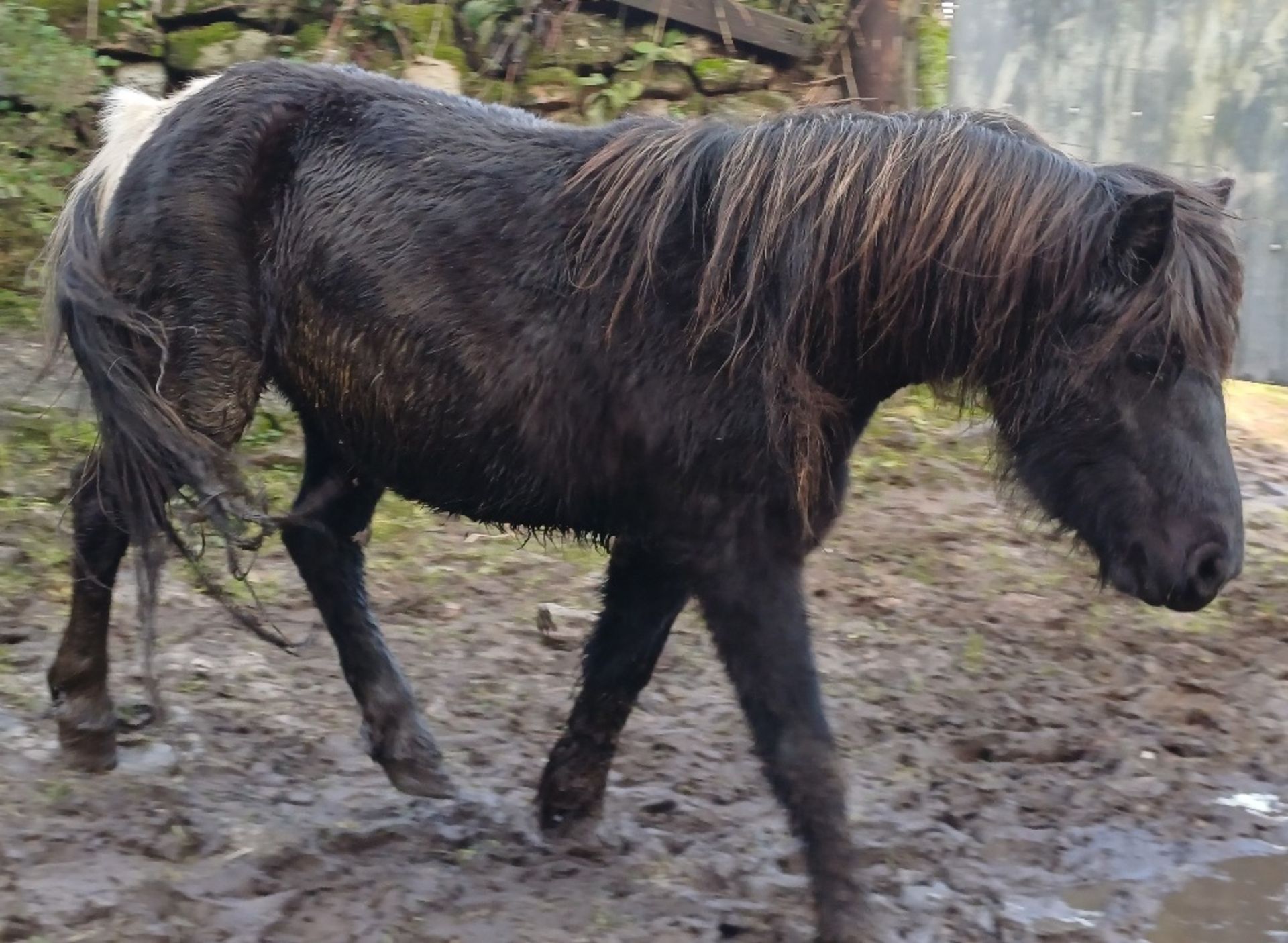 'CATOR MARGE' DARTMOOR HILL PONY PIEBALD MARE APPROX 6 YEARS OLD - Image 4 of 11