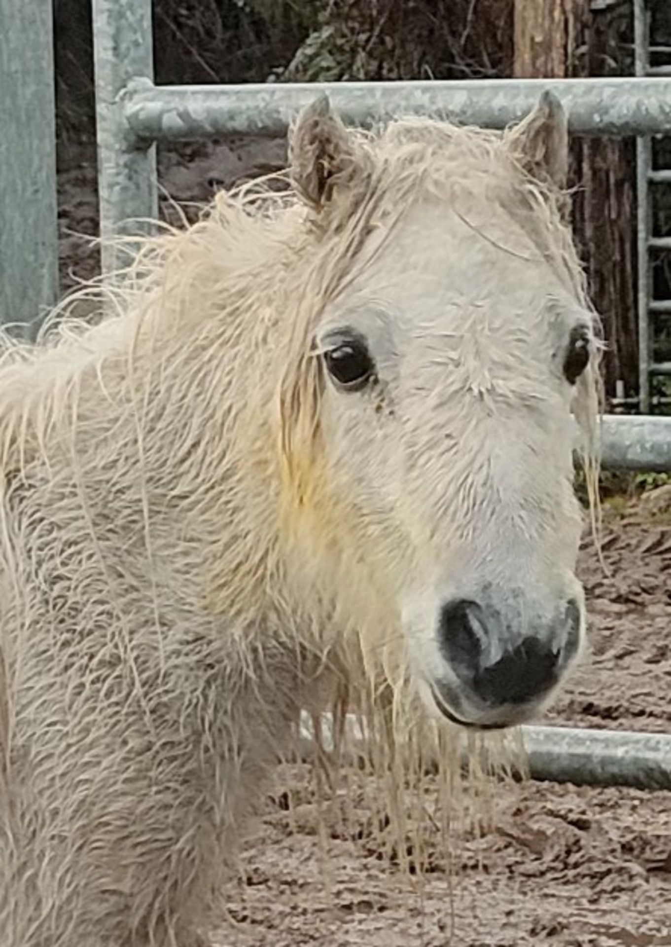 'CORNDON JENNY' SHETLAND GREY MARE APPROX 16 YEARS OLD - Image 13 of 17