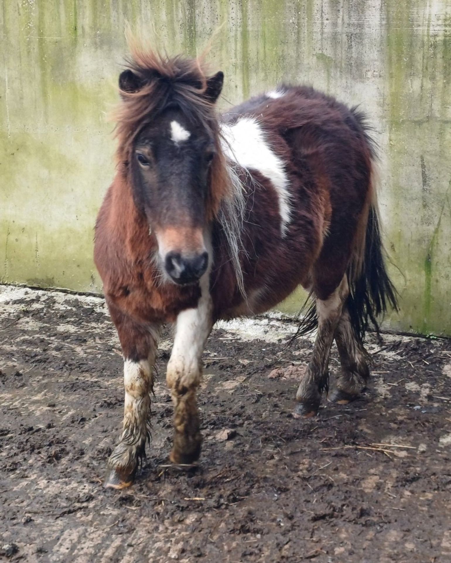 'GODSWORTHY SPICE' DARTMOOR HILL PONY SKEWBALD COLT APPROX 18 MONTHS OLD - Image 10 of 12