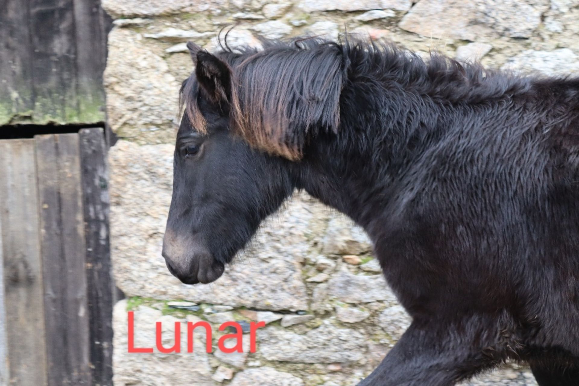 'BLACKATOR LUNAR' DARTMOOR HILL PONY BLACK FILLY YEARLING - Image 8 of 17