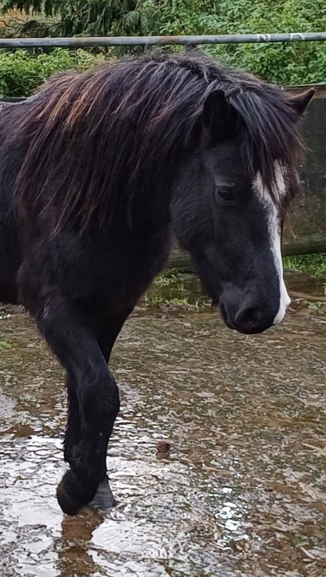 'LEIGHTOR DART' DARTMOOR HILL PONY BLACK COLT APPROX 2 YEARS OLD - Image 11 of 12