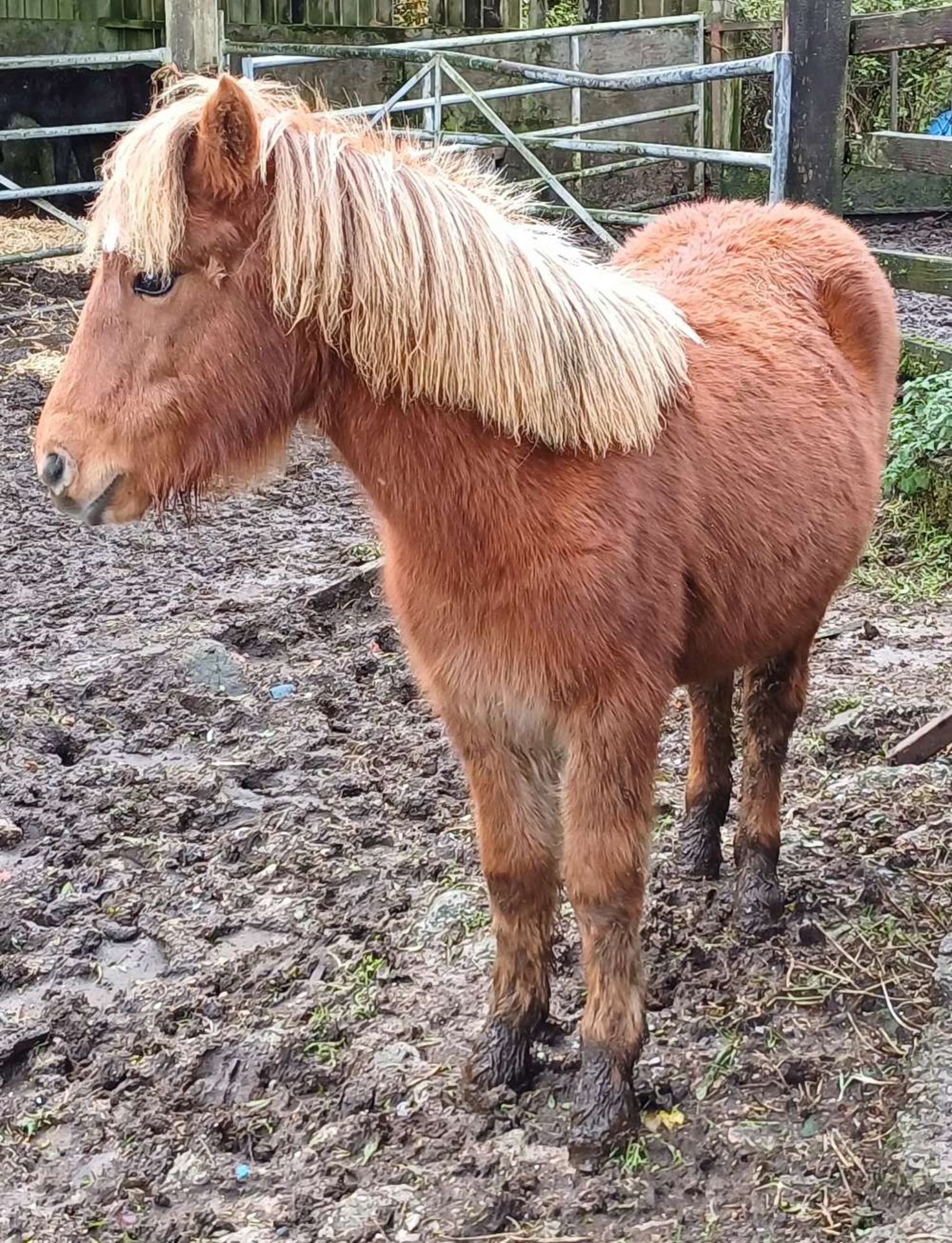 'CATOR PERCY' DARTMOOR HILL PONY CHESTNUT COLT APPROX 18 MONTHS OLD - Image 11 of 12