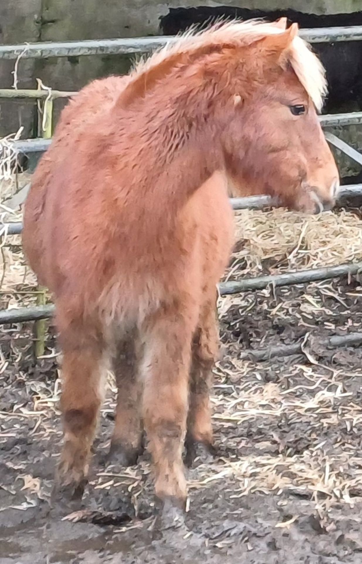'CATOR PERCY' DARTMOOR HILL PONY CHESTNUT COLT APPROX 18 MONTHS OLD - Image 8 of 12