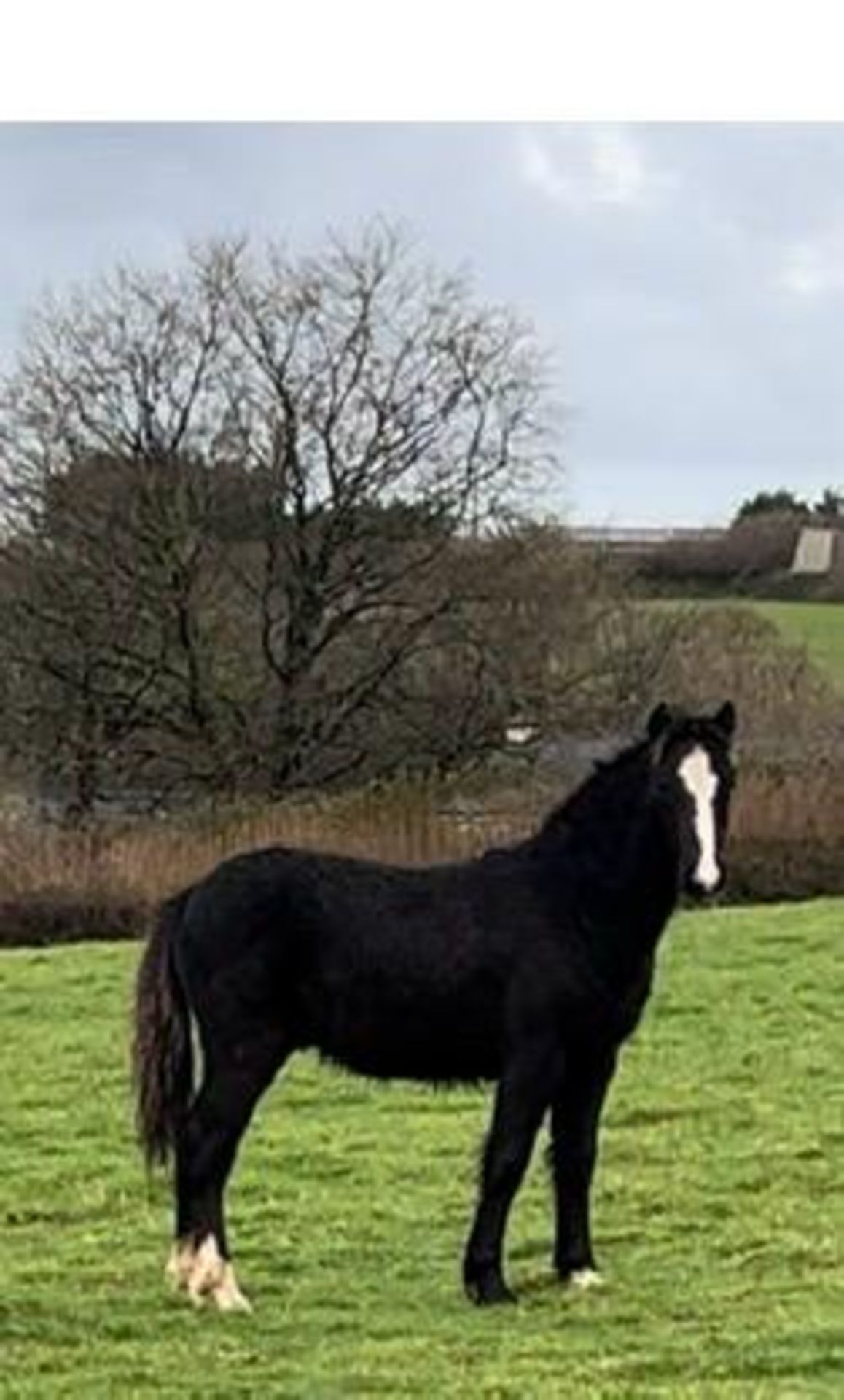 'MIDDLE LAKE BLAZE' DARTMOOR HILL PONY DARK BAY/BLACK COLT FOAL APPROX