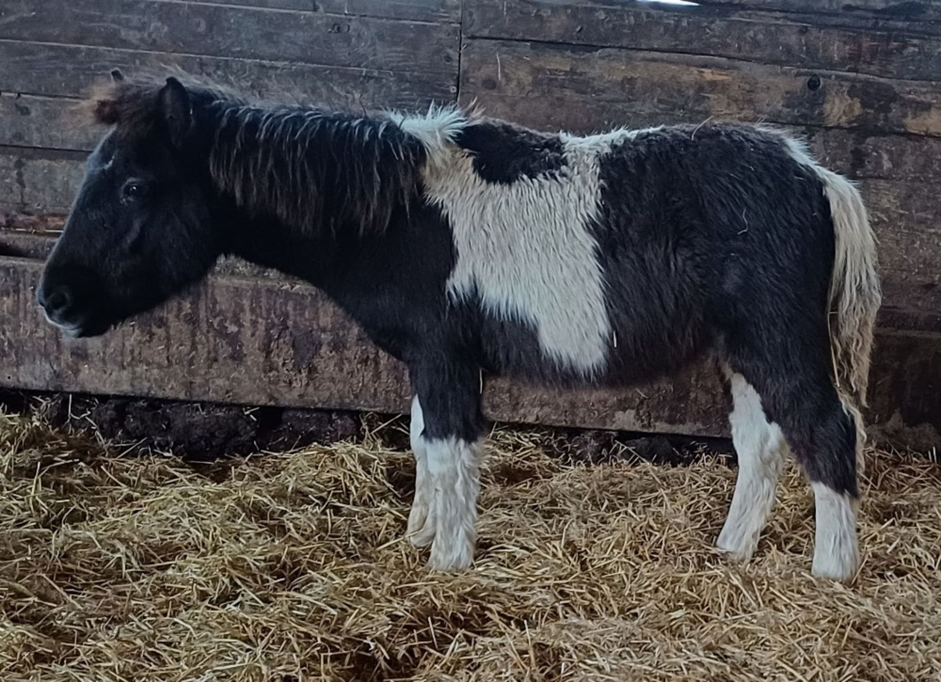 'VIXEN REBEL' SHETLAND X DARTMOOR HILL PONY PIEBALD COLT FOAL Vendor's ...