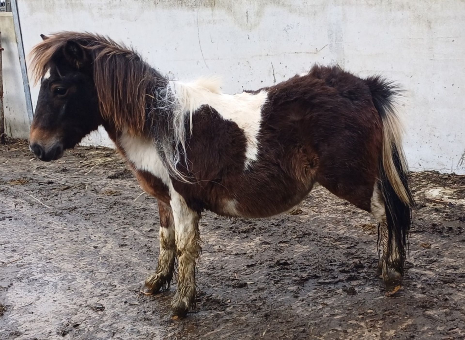 'GODSWORTHY SPICE' DARTMOOR HILL PONY SKEWBALD COLT APPROX 18 MONTHS OLD - Image 11 of 12