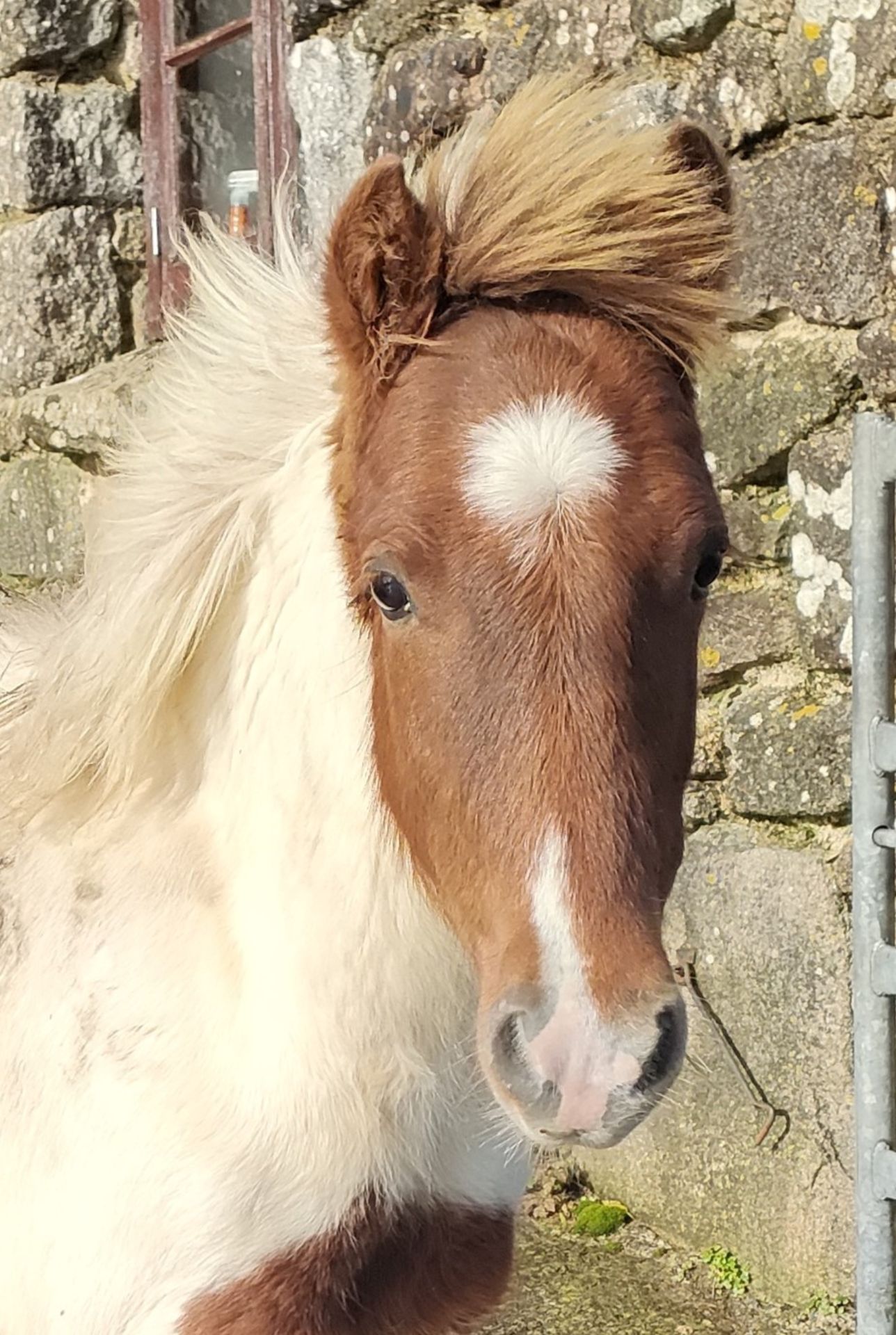 'RUNNAGE ROCKET MAN' DARTMOOR HILL PONY CHESTNUT & WHITE GELDING APPROX