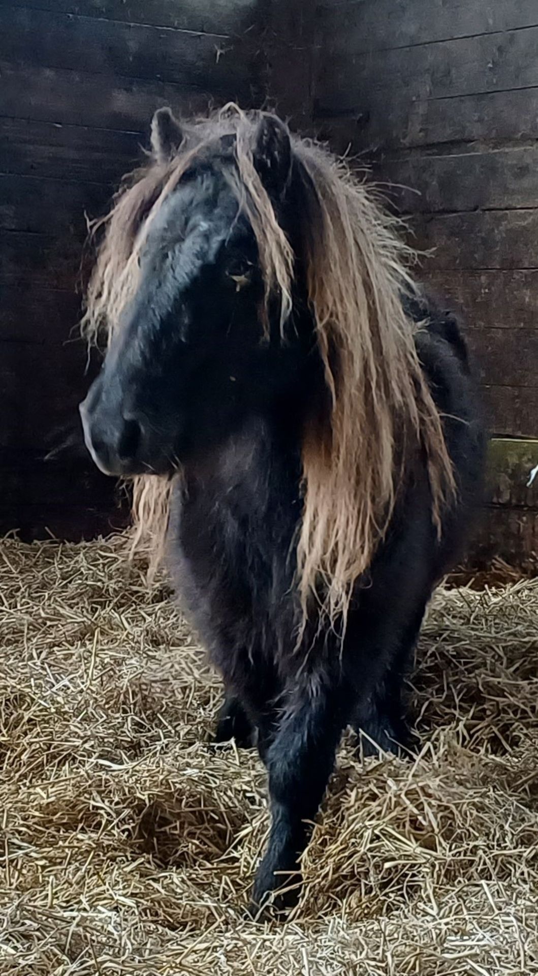 'VIXEN LILLIBET' SHETLAND BLACK MARE BELIEVED TO BE 10 YEARS + - Image 2 of 13