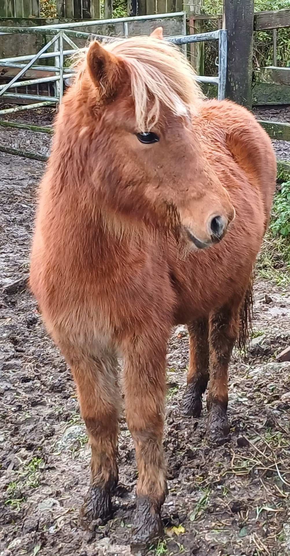 'CATOR PERCY' DARTMOOR HILL PONY CHESTNUT COLT APPROX 18 MONTHS OLD - Image 12 of 12