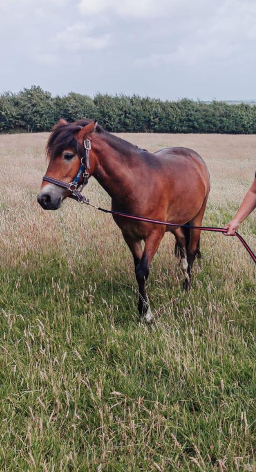 'AISH TOR AUTUMN' DARTMOOR HILL PONY BAY FILLY 2 & 1/2 YEARS OLD - Image 4 of 22