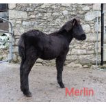 'BLACKATOR MERLIN' DARTMOOR HILL PONY BLACK COLT FOAL