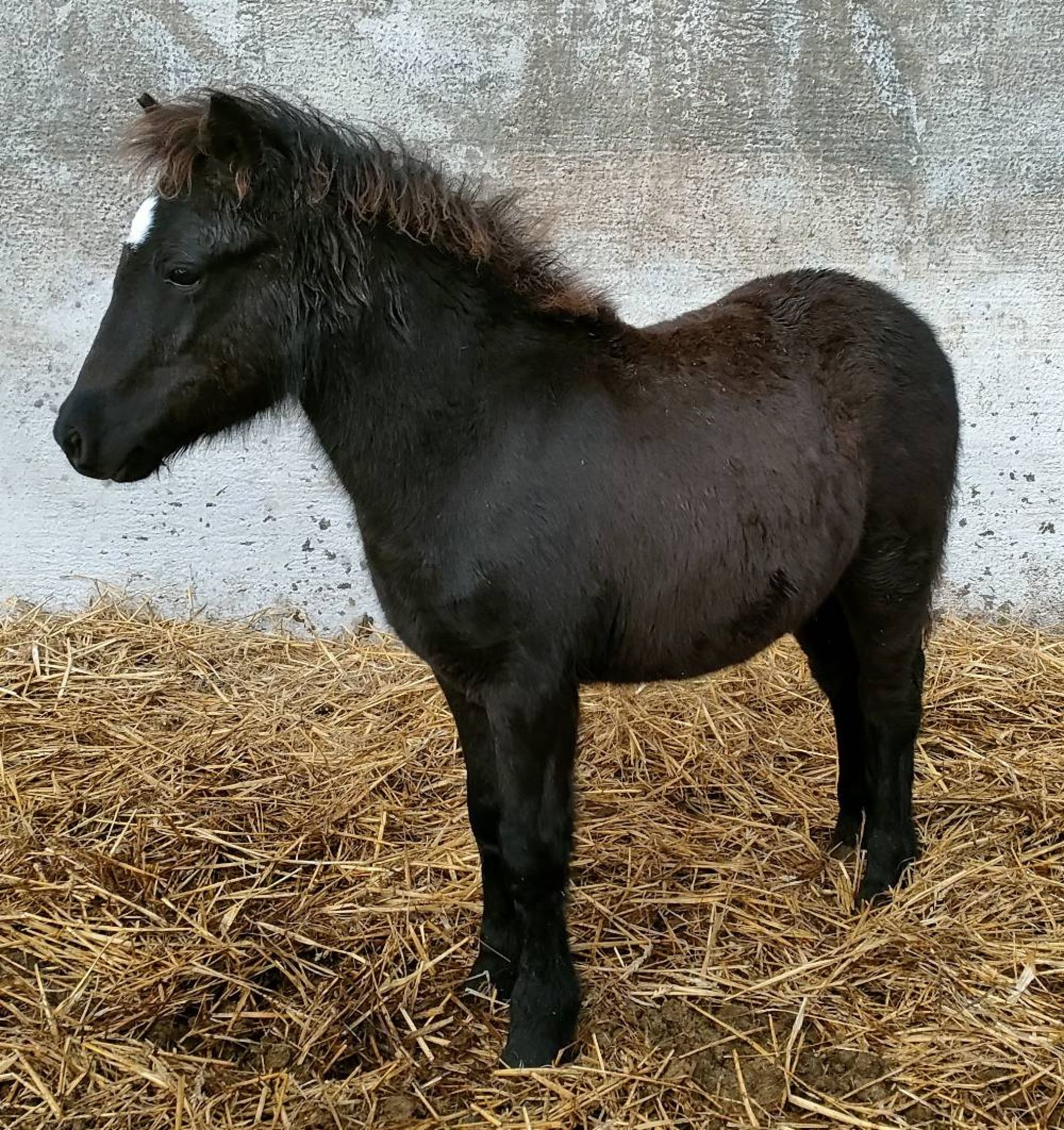 'MIDNIGHT' DARTMOOR HILL PONY BLACK COLT FOAL - Image 7 of 12