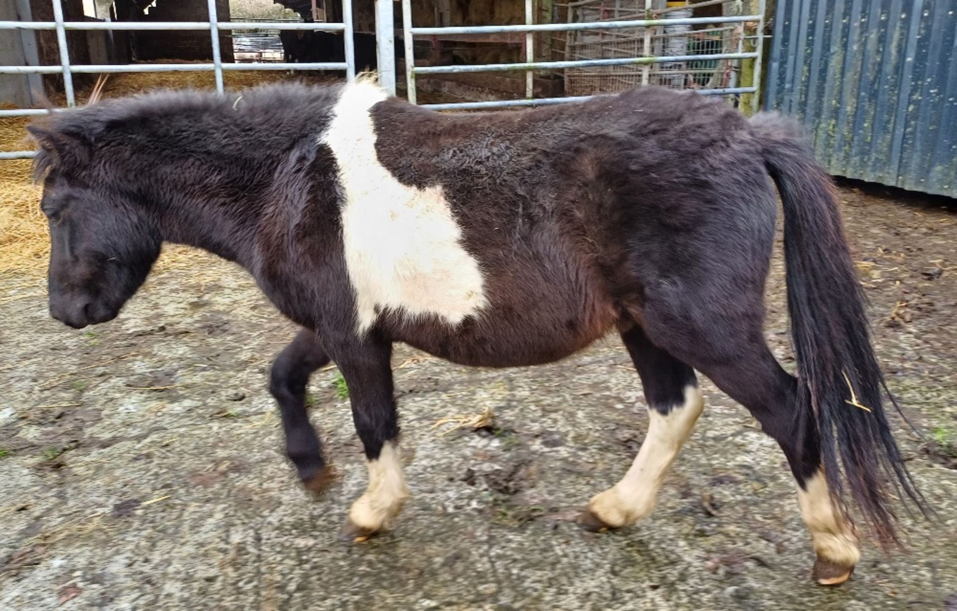 'GODSWORTHY STAN' DARTMOOR HILL PONY PIEBALD COLT APPROX 2 YEARS OLD - Image 6 of 10