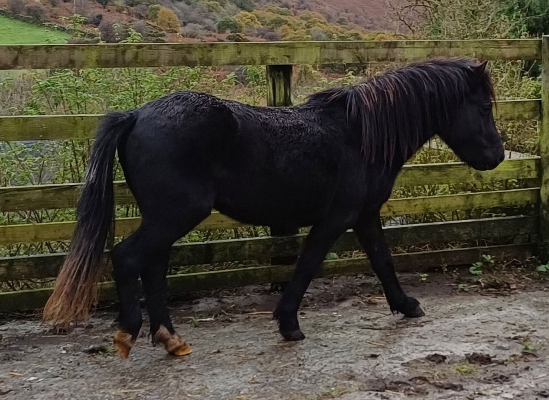 'LEIGHTOR DART' DARTMOOR HILL PONY BLACK COLT APPROX 2 YEARS OLD - Image 10 of 12