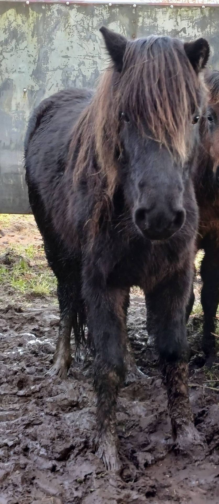 'CATOR MARGE' DARTMOOR HILL PONY PIEBALD MARE APPROX 6 YEARS OLD - Image 9 of 11