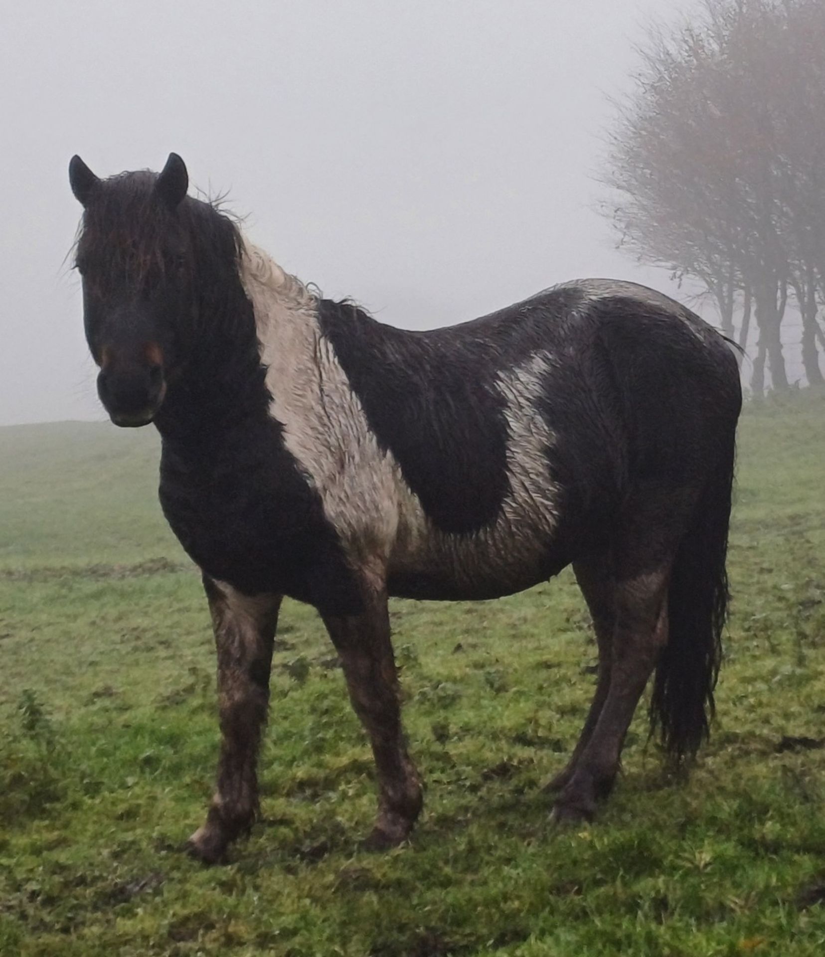 'CORNDON HOLLYBERRY' DARTMOOR HILL PONY SKEWBALD STALLION 15 YEARS OLD - Image 4 of 8