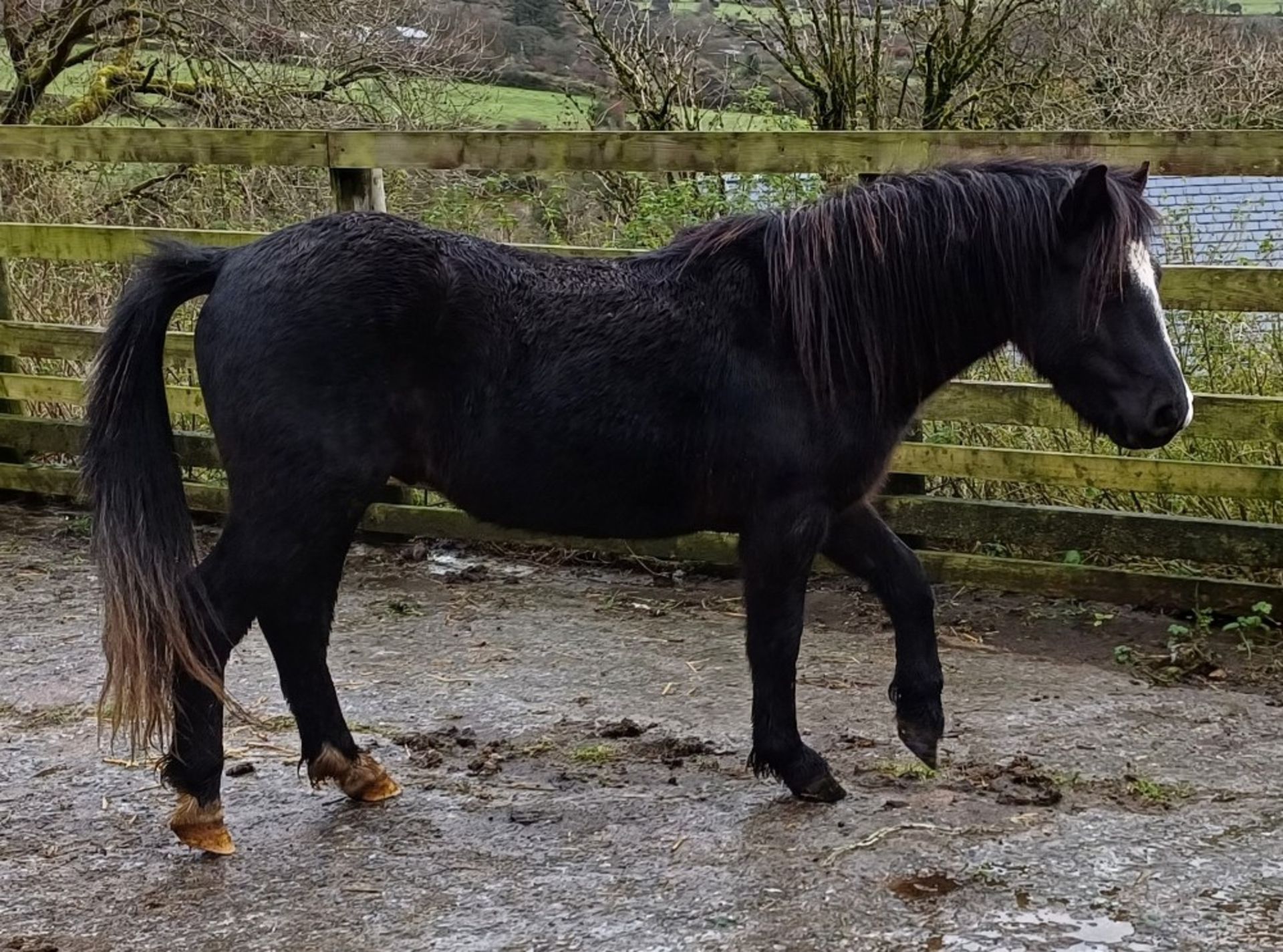 'LEIGHTOR DART' DARTMOOR HILL PONY BLACK COLT APPROX 2 YEARS OLD - Image 8 of 12