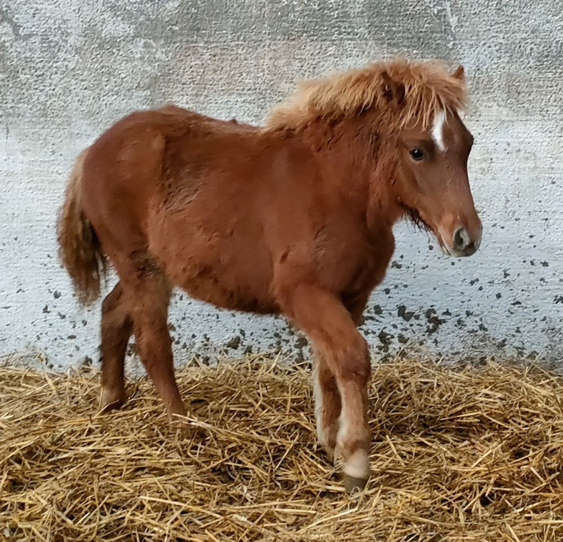 'BELLA' DARTMOOR HILL PONY CHESTNUT FILLY FOAL - Image 5 of 12