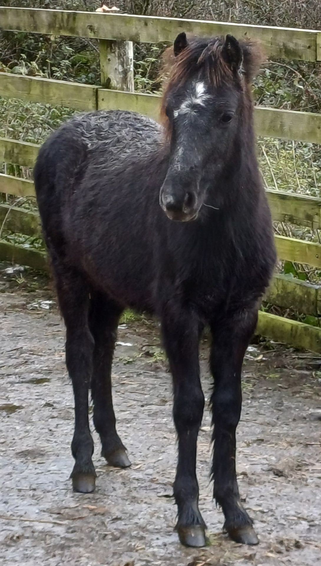 'LEIGHTOR IRONMAN' DARTMOOR HILL PONY IRON GREY COLT FOAL Vendor's