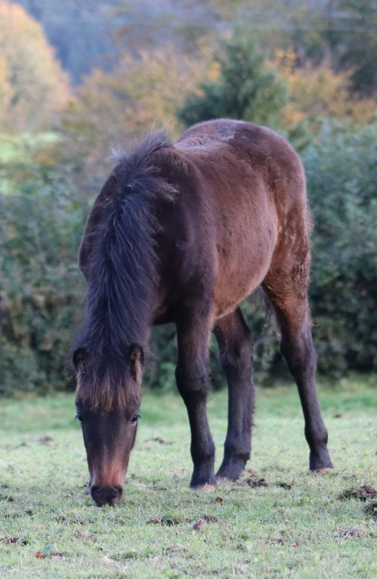 'BLACKATOR MUFFIN' DARTMOOR HILL PONY BAY FILLY FOAL - Image 7 of 21