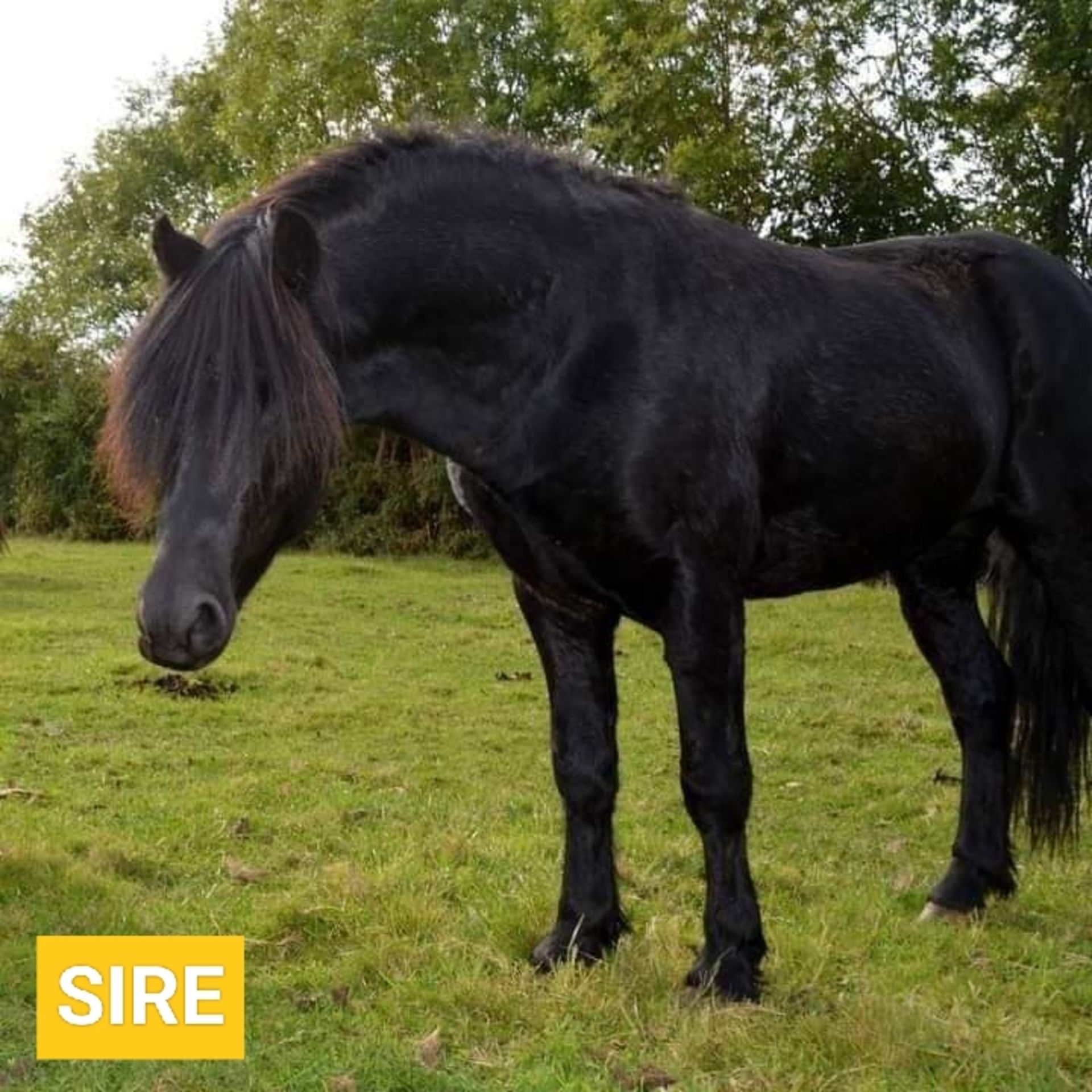 'BLACKATOR LUNAR' DARTMOOR HILL PONY BLACK FILLY YEARLING - Image 15 of 17