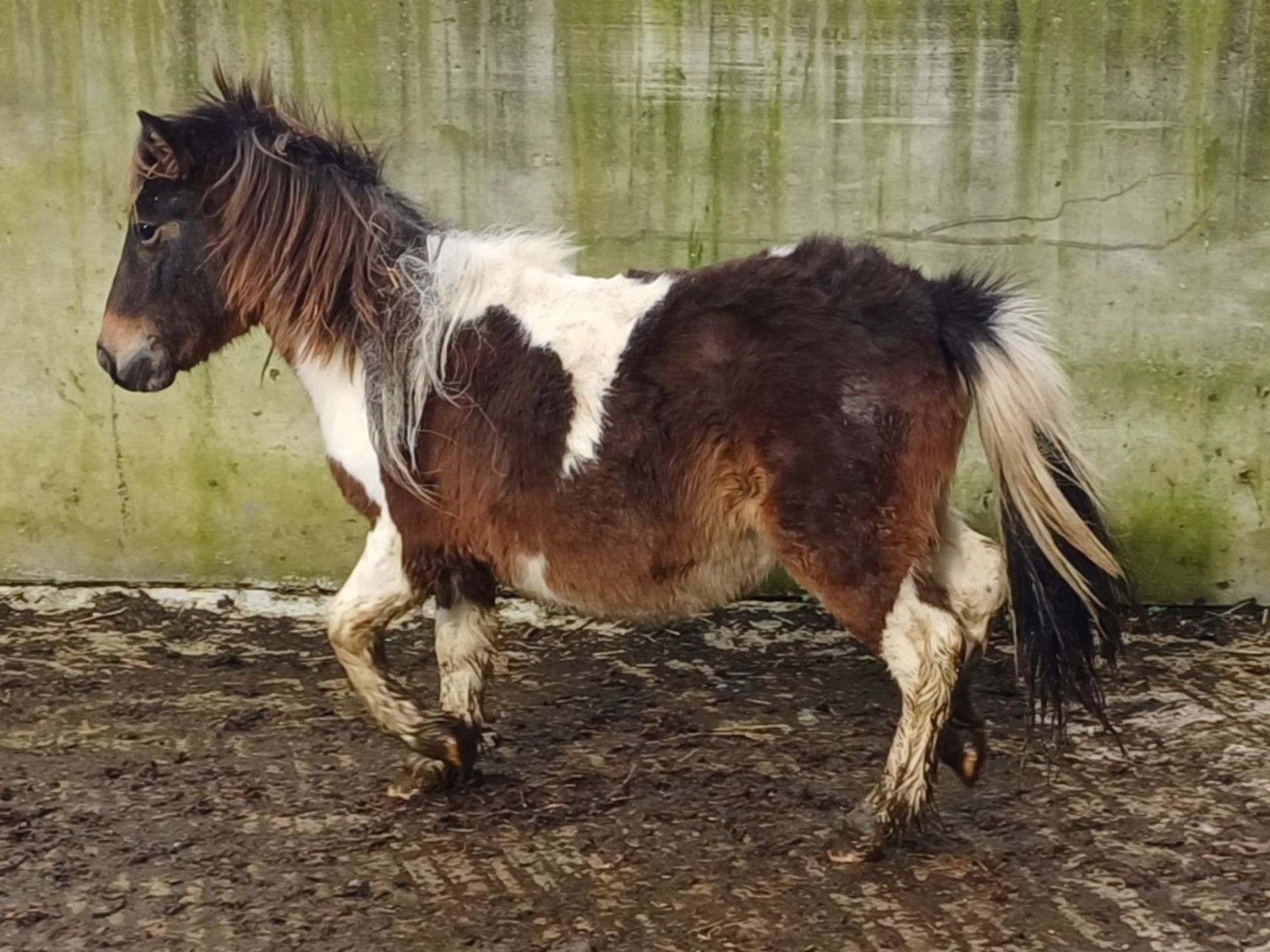 'GODSWORTHY SPICE' DARTMOOR HILL PONY SKEWBALD COLT APPROX 18 MONTHS OLD - Image 4 of 12