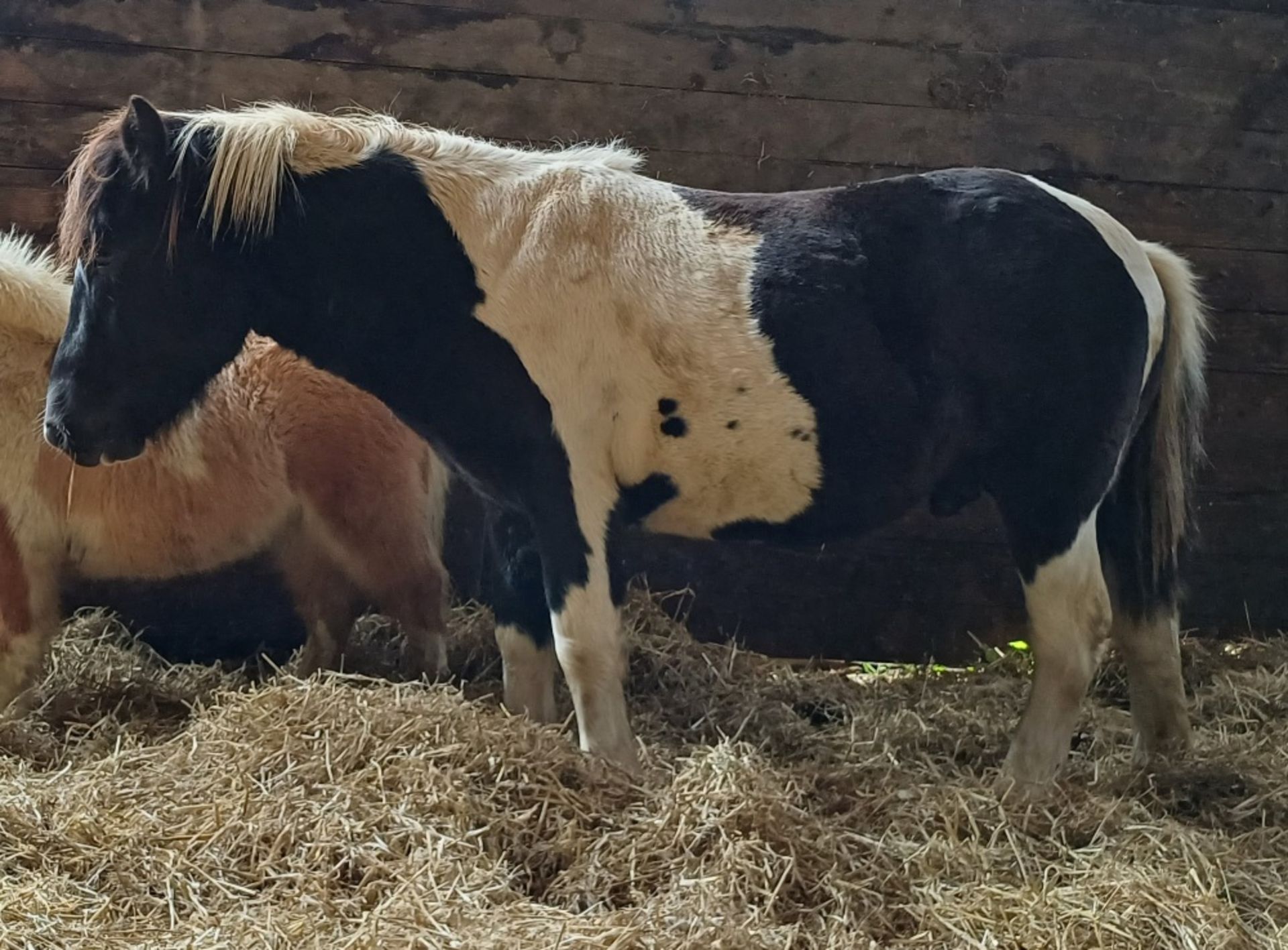 'VIXEN OAKUM' DARTMOOR HILL PONY PIEBALD COLT APPROX 18 MONTHS OLD - Image 8 of 10