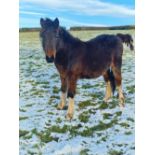 'FERNWORTHY ALFIE' DARTMOOR HILL PONY BAY COLT YEARLING APPROX 15 MONTHS OLD