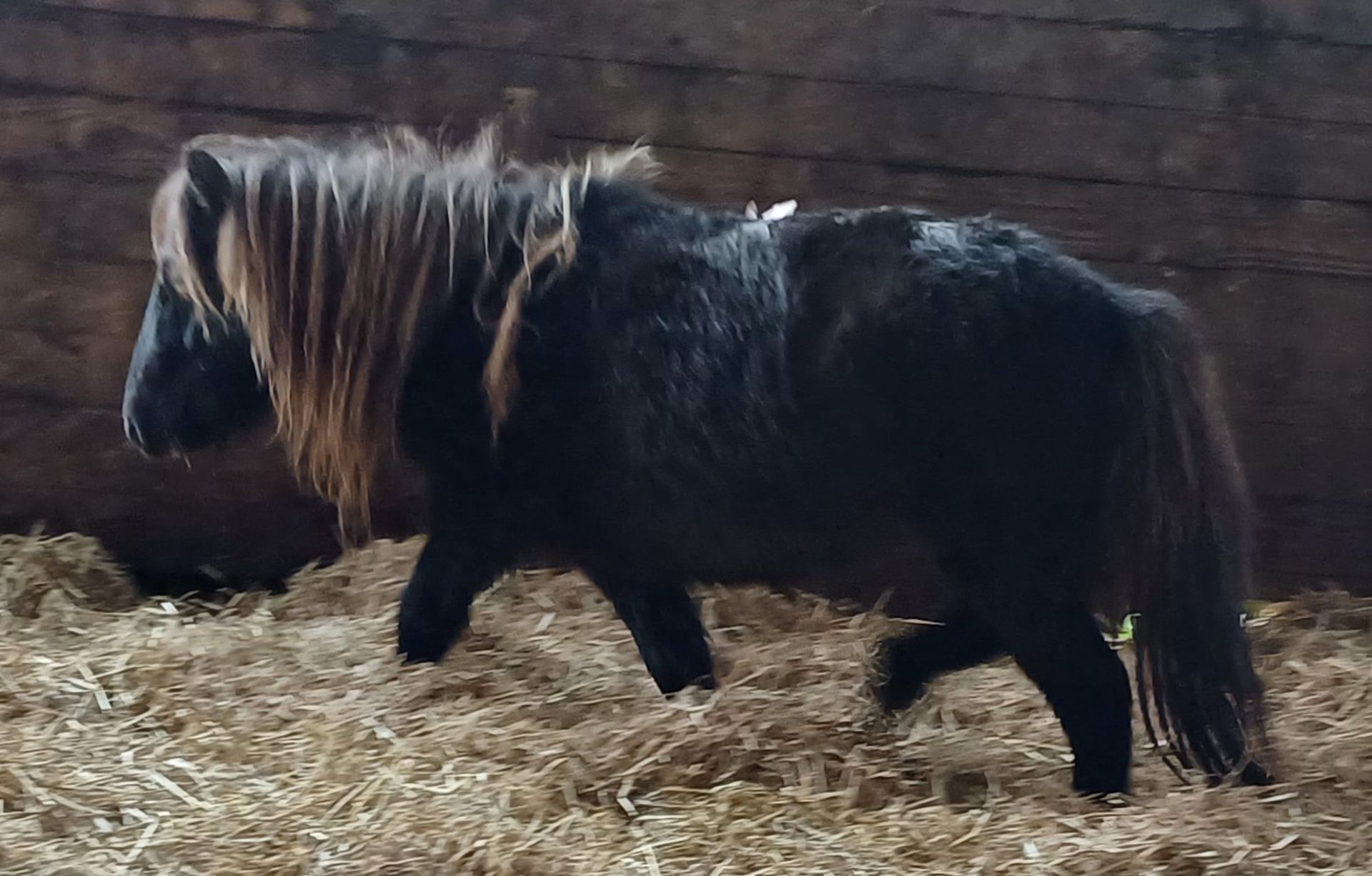 'VIXEN LILLIBET' SHETLAND BLACK MARE BELIEVED TO BE 10 YEARS + - Image 11 of 13