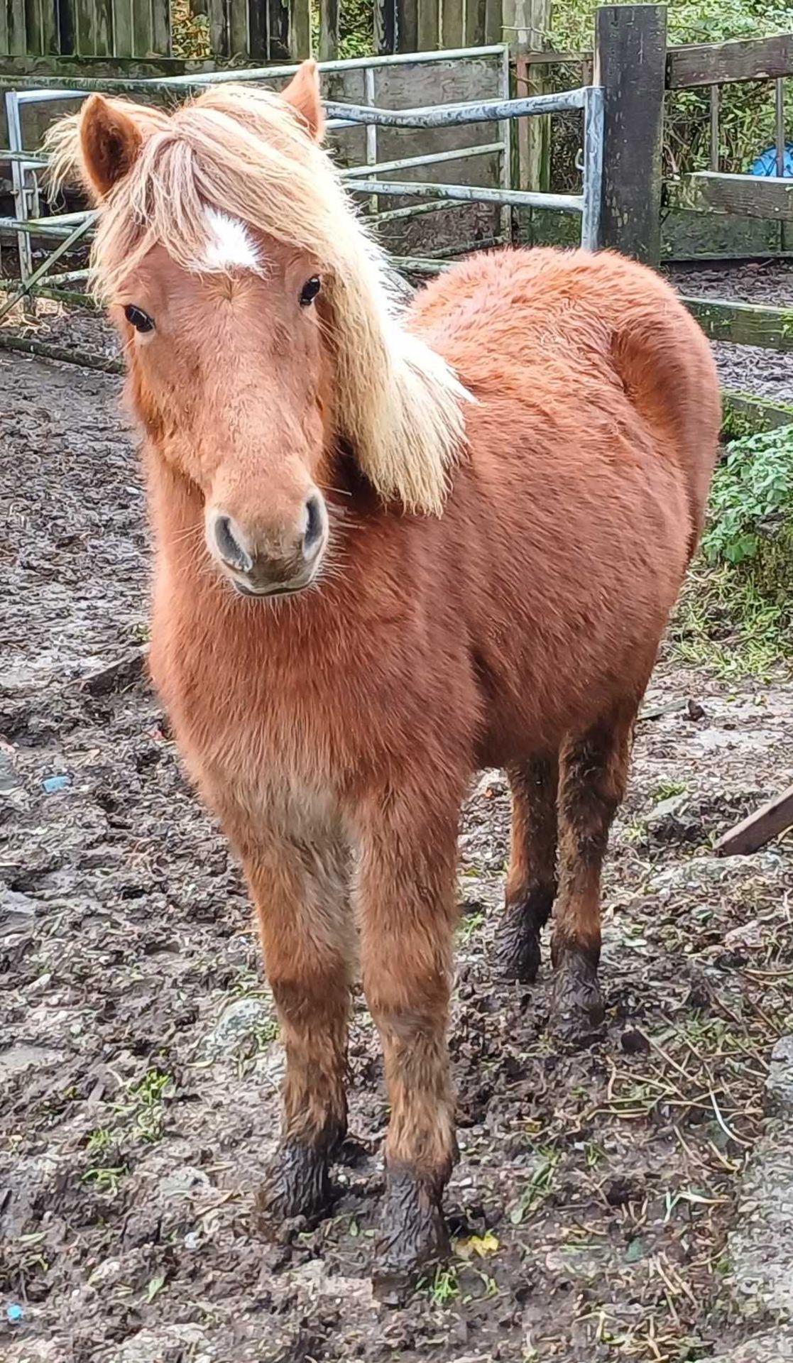 'CATOR PERCY' DARTMOOR HILL PONY CHESTNUT COLT APPROX 18 MONTHS OLD - Image 3 of 12