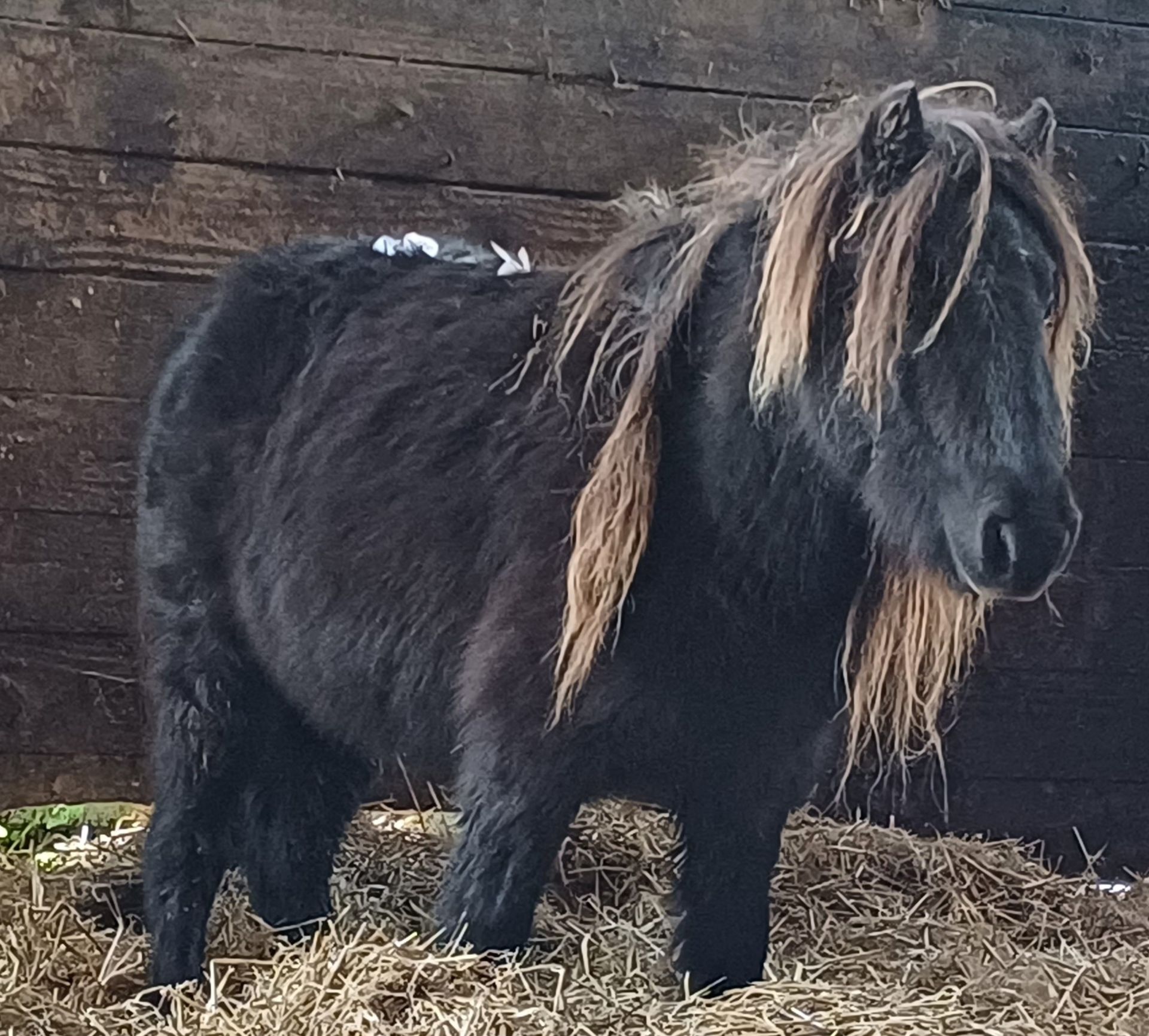 'VIXEN LILLIBET' SHETLAND BLACK MARE BELIEVED TO BE 10 YEARS +