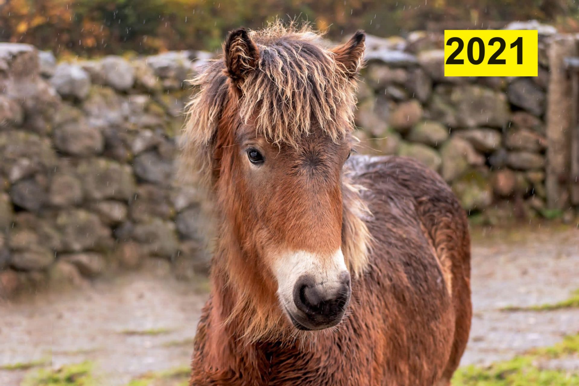 'AISH TOR AUTUMN' DARTMOOR HILL PONY BAY FILLY 2 & 1/2 YEARS OLD - Image 21 of 22