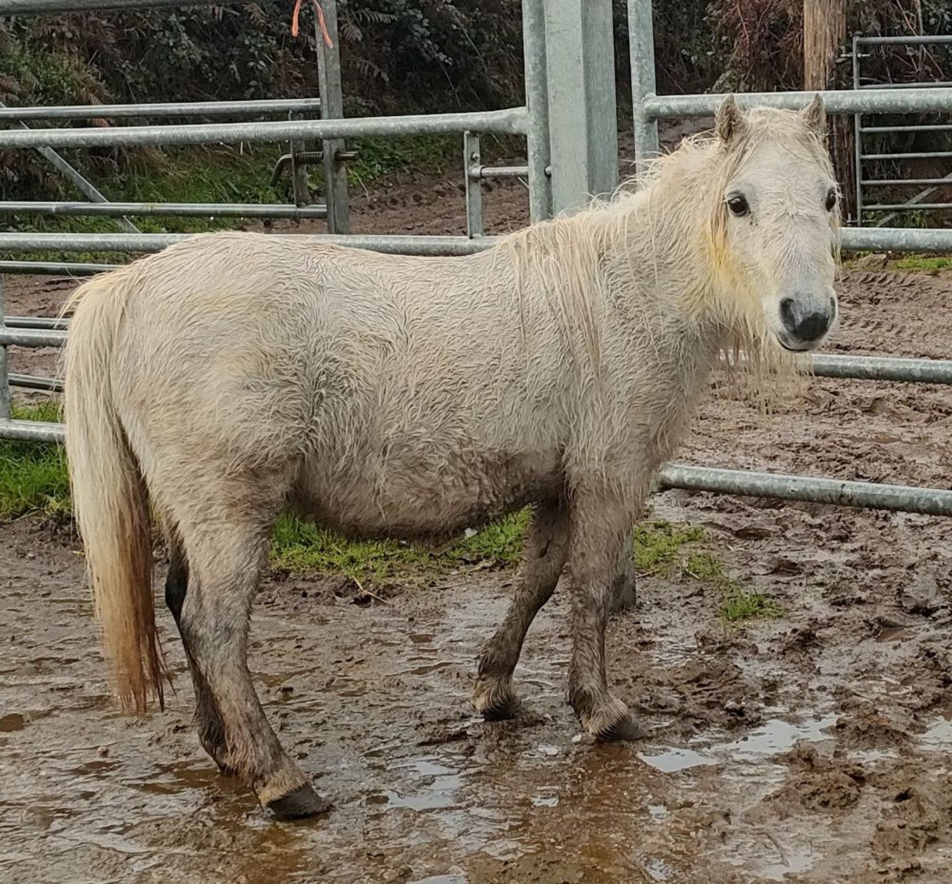 'CORNDON JENNY' SHETLAND GREY MARE APPROX 16 YEARS OLD - Image 14 of 17