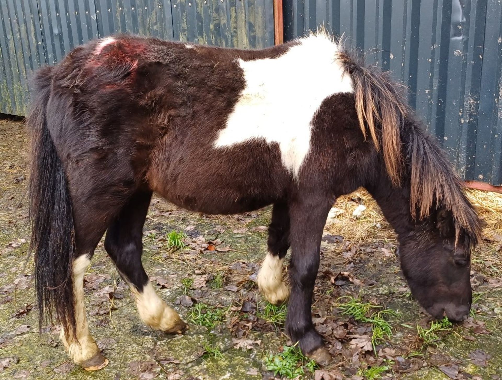 'GODSWORTHY STAN' DARTMOOR HILL PONY PIEBALD COLT APPROX 2 YEARS OLD - Image 8 of 10