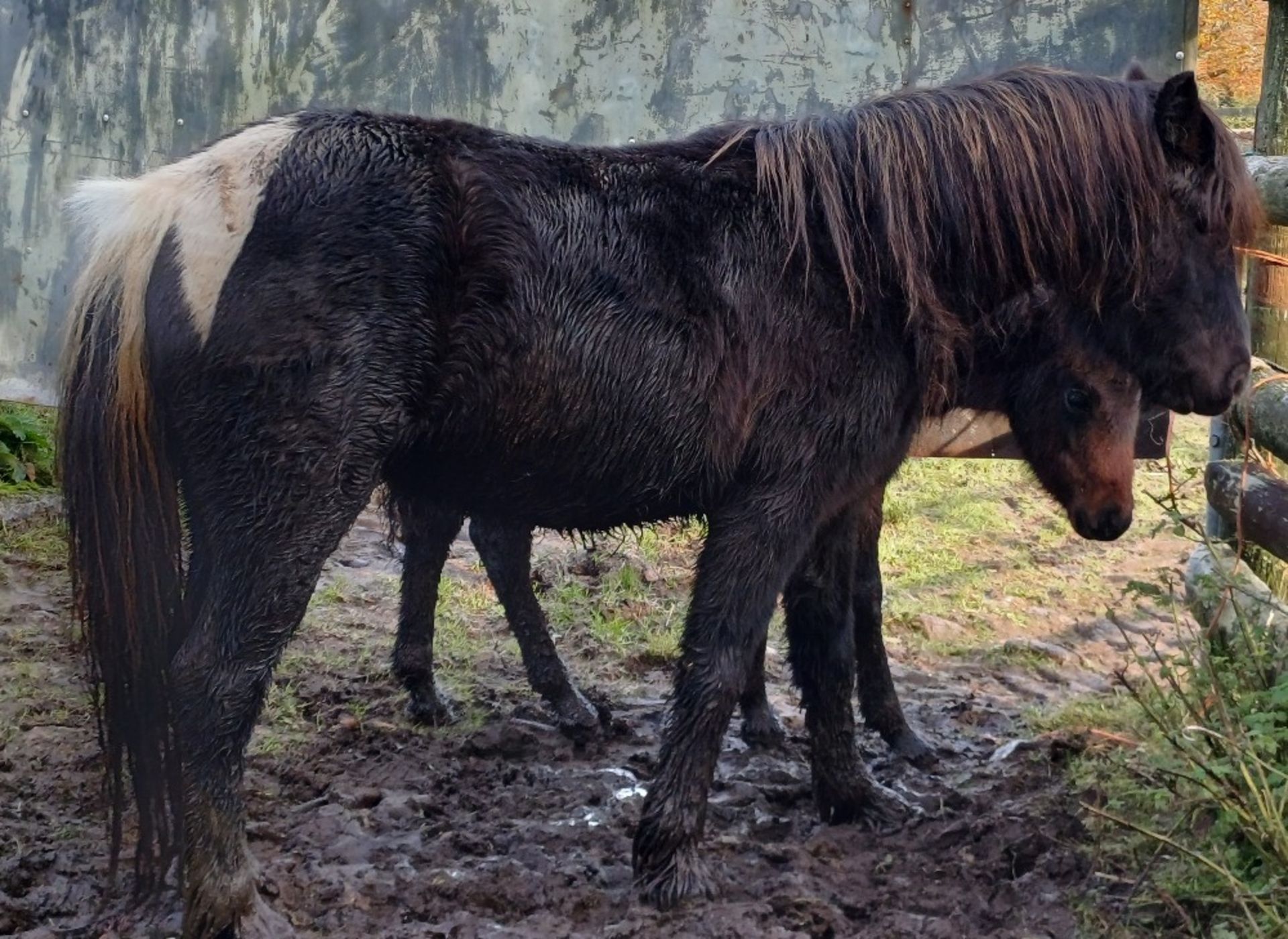 'CATOR MARGE' DARTMOOR HILL PONY PIEBALD MARE APPROX 6 YEARS OLD - Image 8 of 11