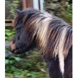 'CORNDONFORD DAISY MAY' DARTMOOR HILL PONY SKEWBALD MARE APPROX 3-4 YEARS OLD